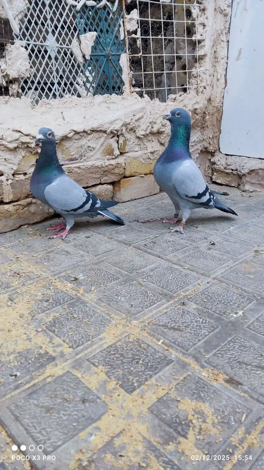 سبز|پرنده|تایباد, |دیوار