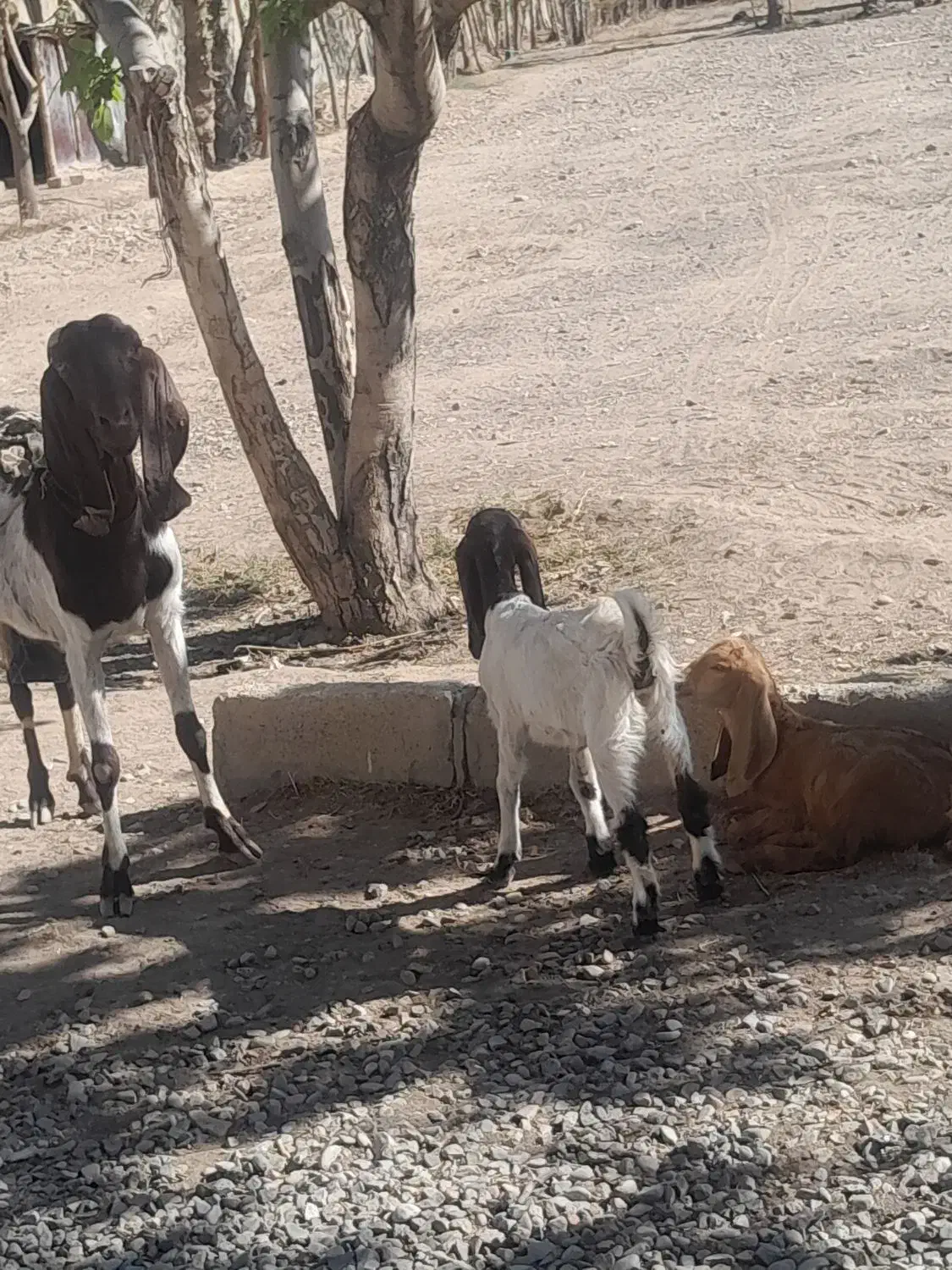 یک عدد بز پاکستانی دوتا بزغاله|حیوانات مزرعه|محمدشهر, محمدشهر|دیوار