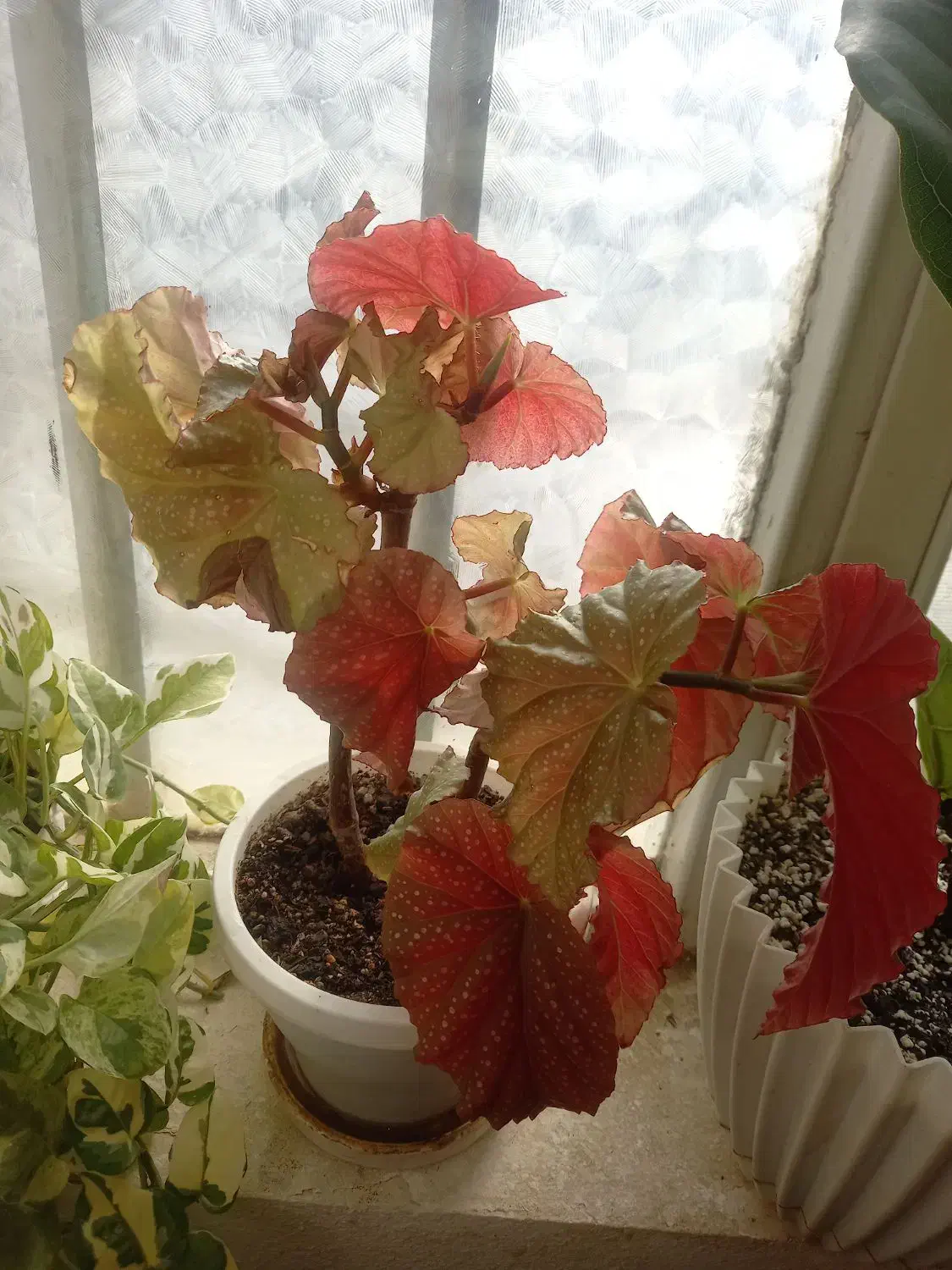 گل خانگی|گل و گیاه طبیعی|مهدی شهر, |دیوار