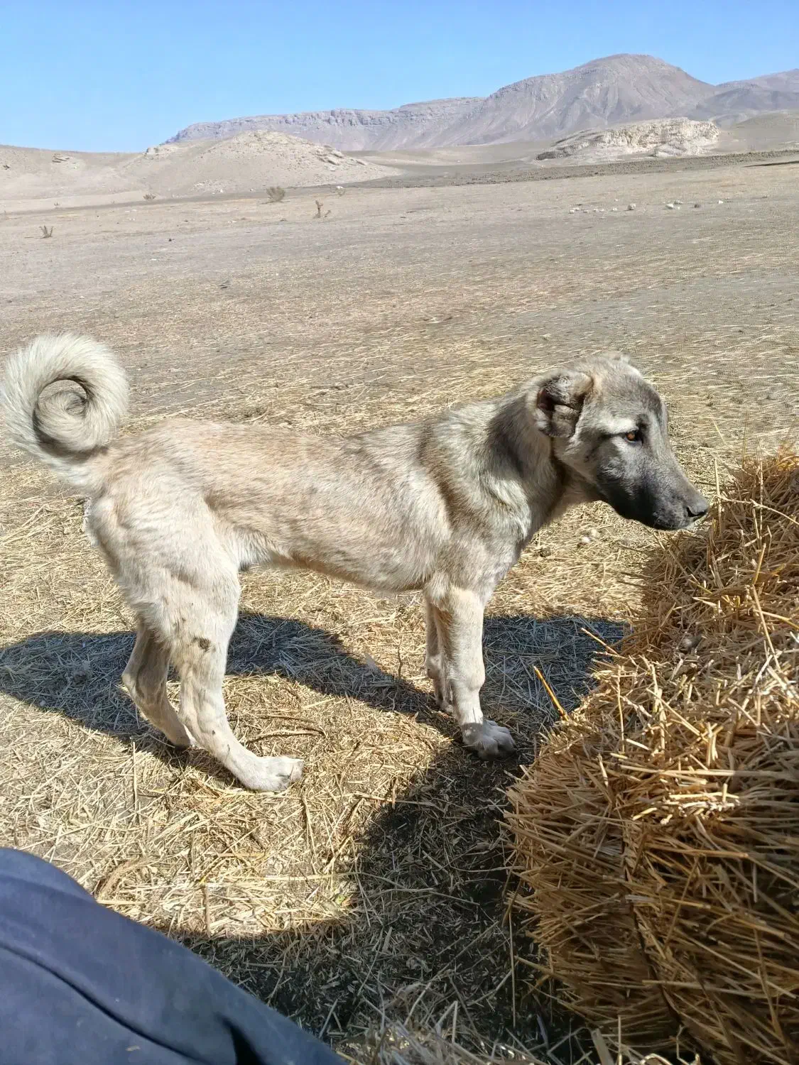 سگ توله سرابی|سگ|چالدران, |دیوار