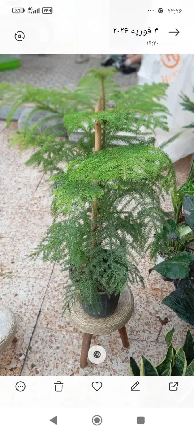 گل‌های آپارتمانی|گل و گیاه طبیعی|شوشتر, |دیوار