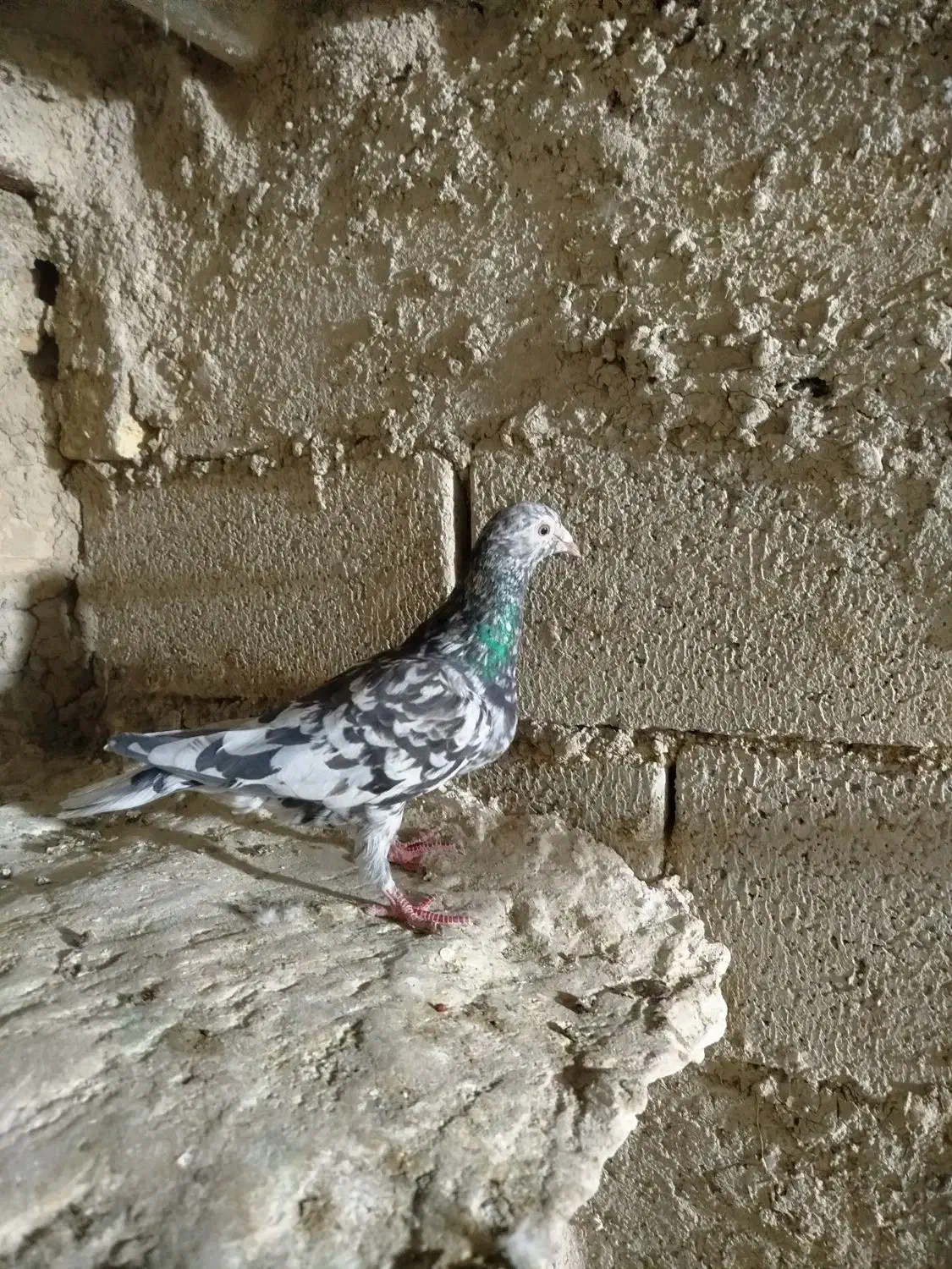 سرور پلاکی ماده|پرنده|شیراز, باغ تخت|دیوار