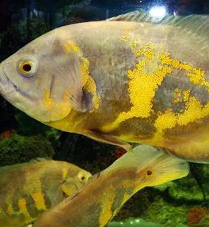 اسکار|ماهی|مراغه, |دیوار