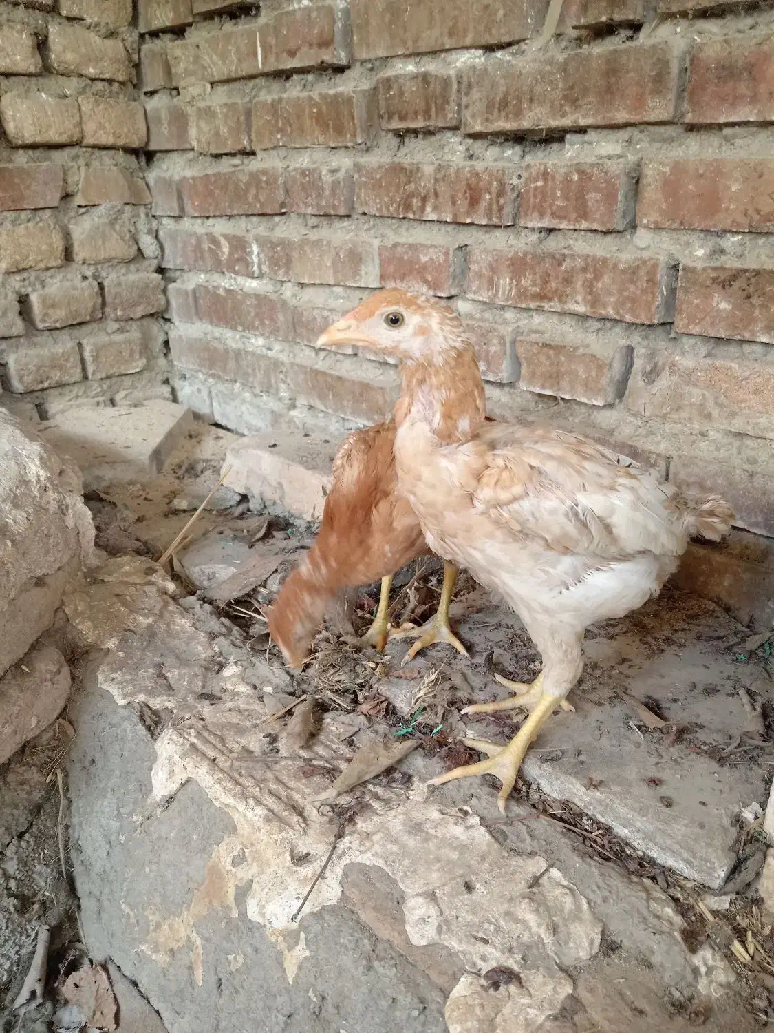 جوجه لاری|حیوانات مزرعه|گرگان, |دیوار