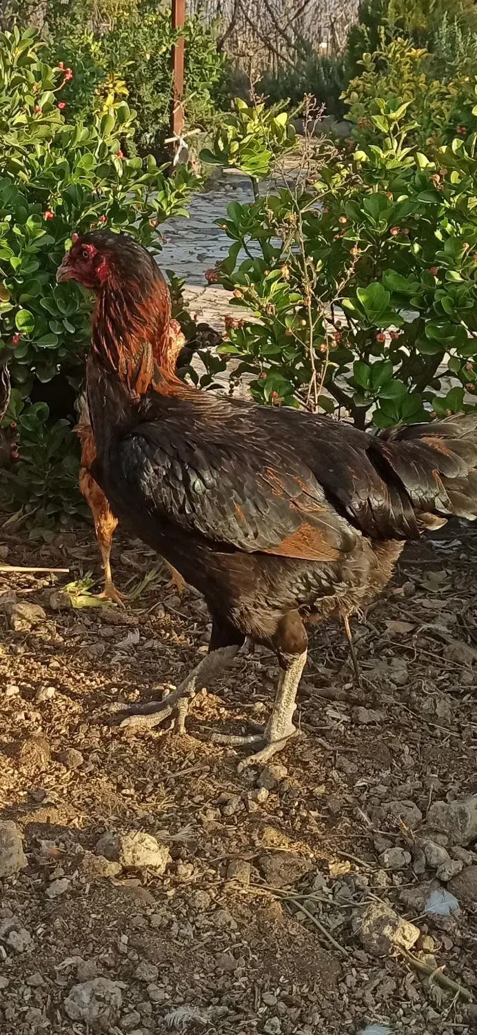 مرغ و خروس لاری|حیوانات مزرعه|نگین شهر, |دیوار