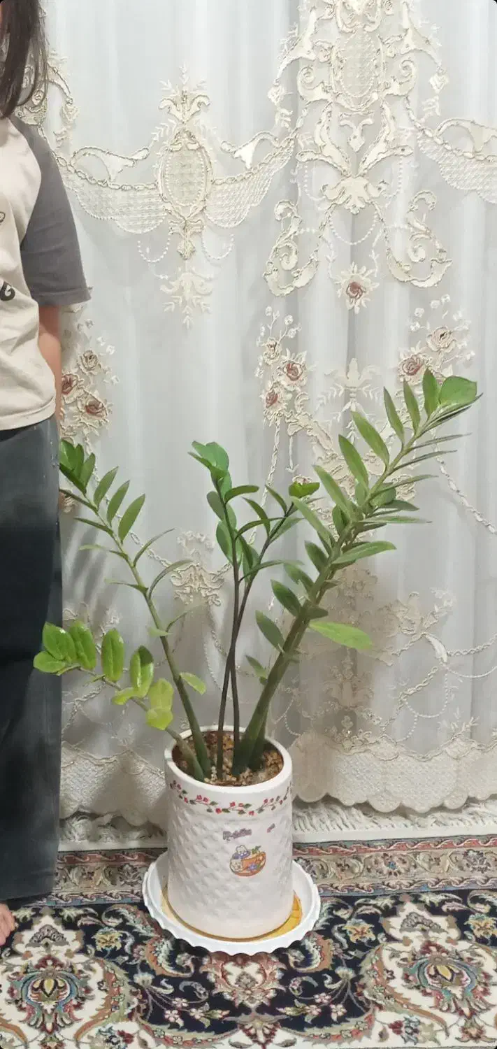 فروش فوری کل گل وگلدانها فقط ۲ملیون|گل و گیاه طبیعی|شریف‌آباد, |دیوار