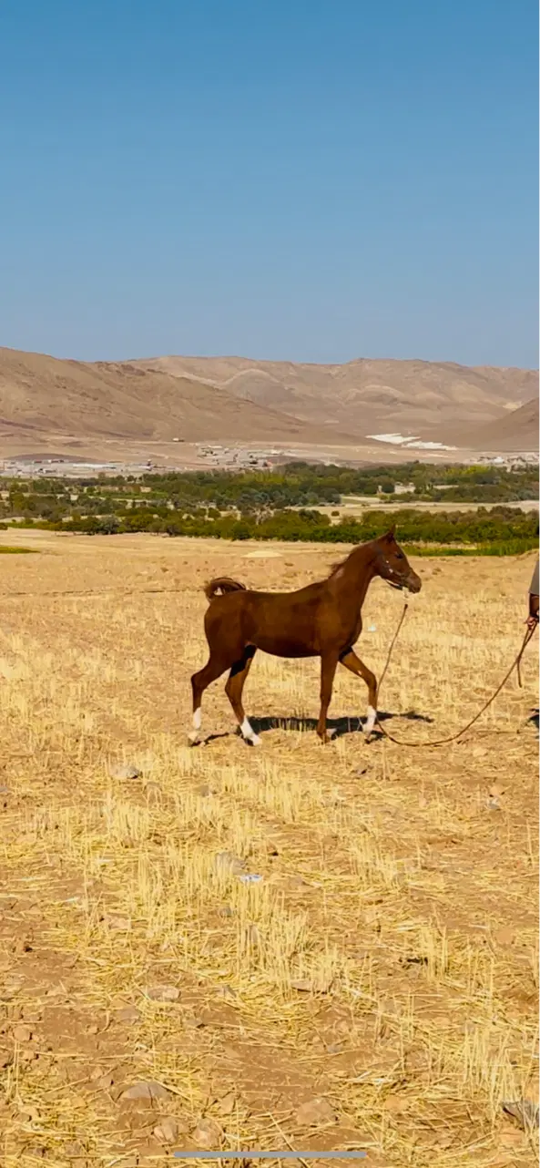 عرب|اسب و تجهیزات اسب‌سواری|چهاردانگه (تهران), |دیوار