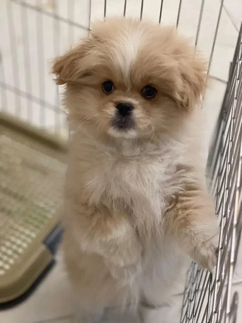 سگ کوچولو|سگ|اصفهان, شهید رجایی|دیوار