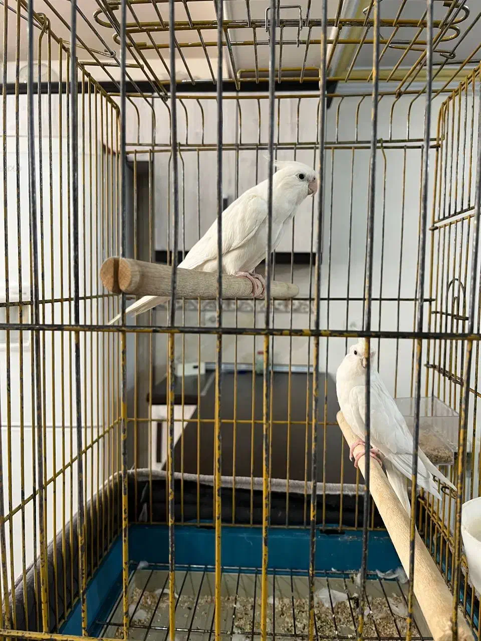 عروس هلندی آلبینو|پرنده|تهران, تهرانسر غربی|دیوار