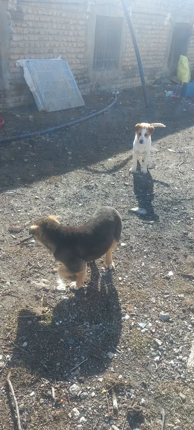 توله سرابی|سگ|کرمانشاه, |دیوار