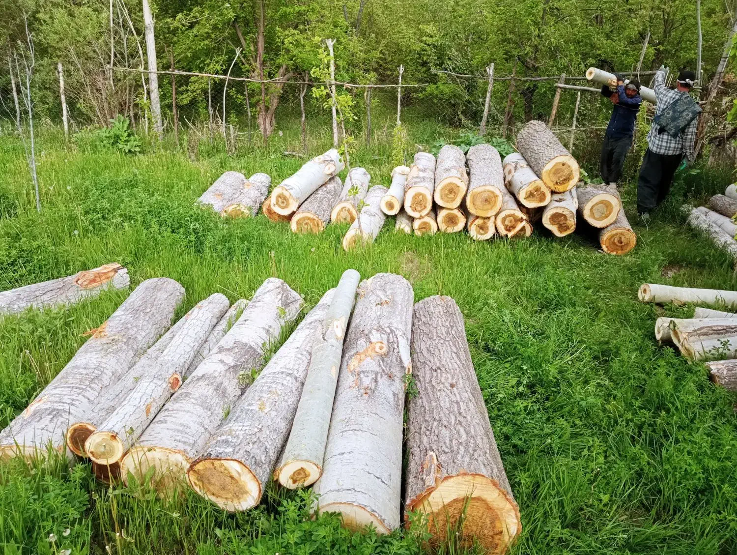 خریدارانواع چوب باغی|خدمات باغبانی و درختکاری|فیروزکوه, |دیوار