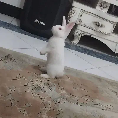 خرگوش ناز بازیگوش|موش و خرگوش|رشت, حسین آباد|دیوار