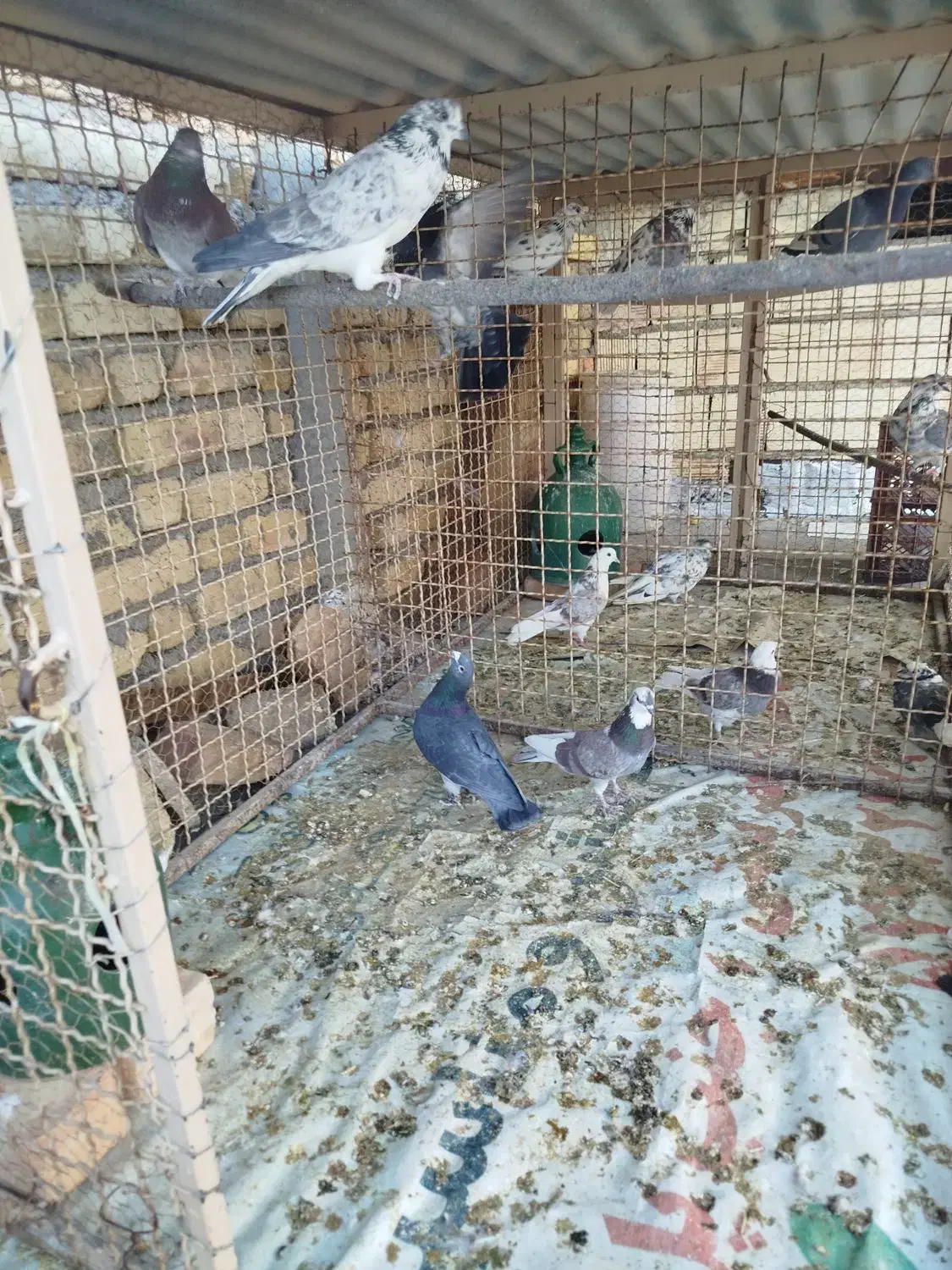 کبوتر پرشی|پرنده|خوانسار, |دیوار