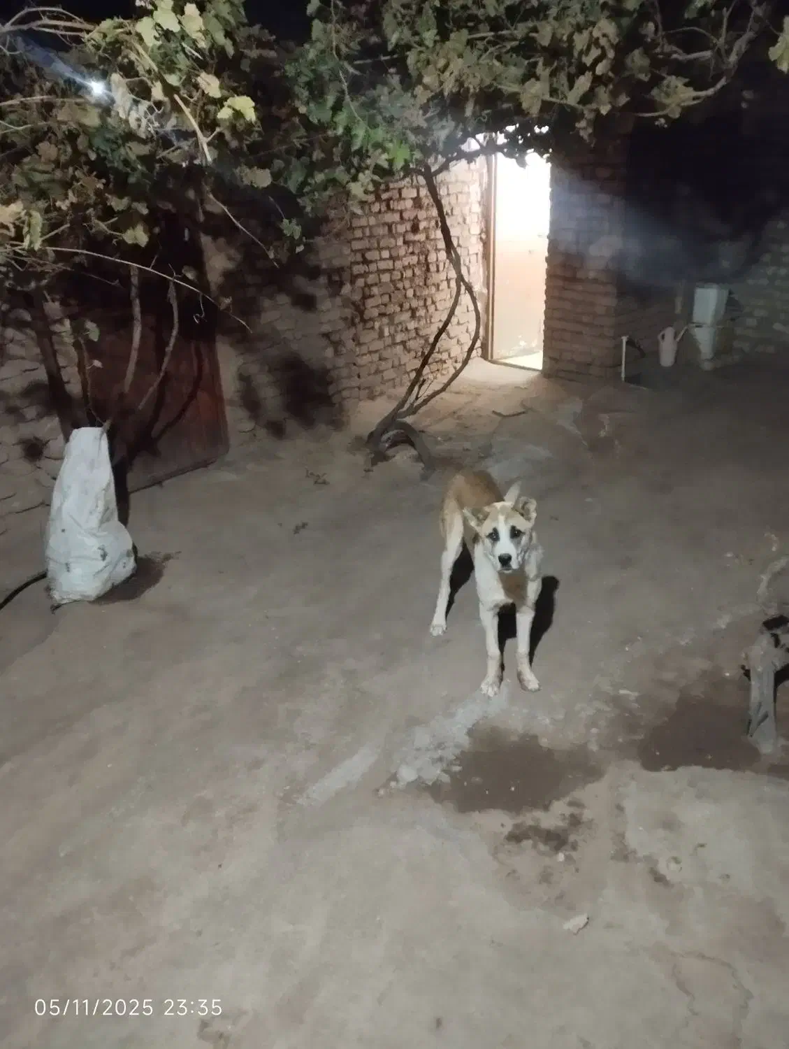 توله  سگ خراسانی|سگ|سبزوار, ایزی شهر|دیوار