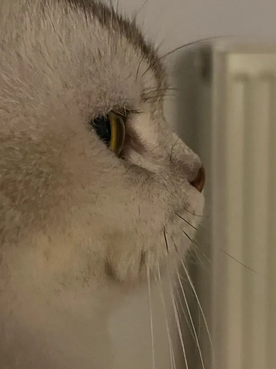 گربه نر جهت جفت گیری|گربه|مشهد, دانشجو|دیوار