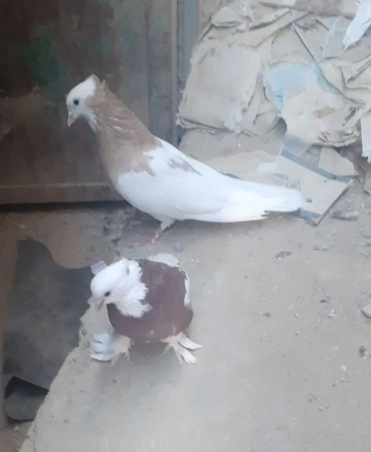 کبوترطوقی|پرنده|خاش, |دیوار