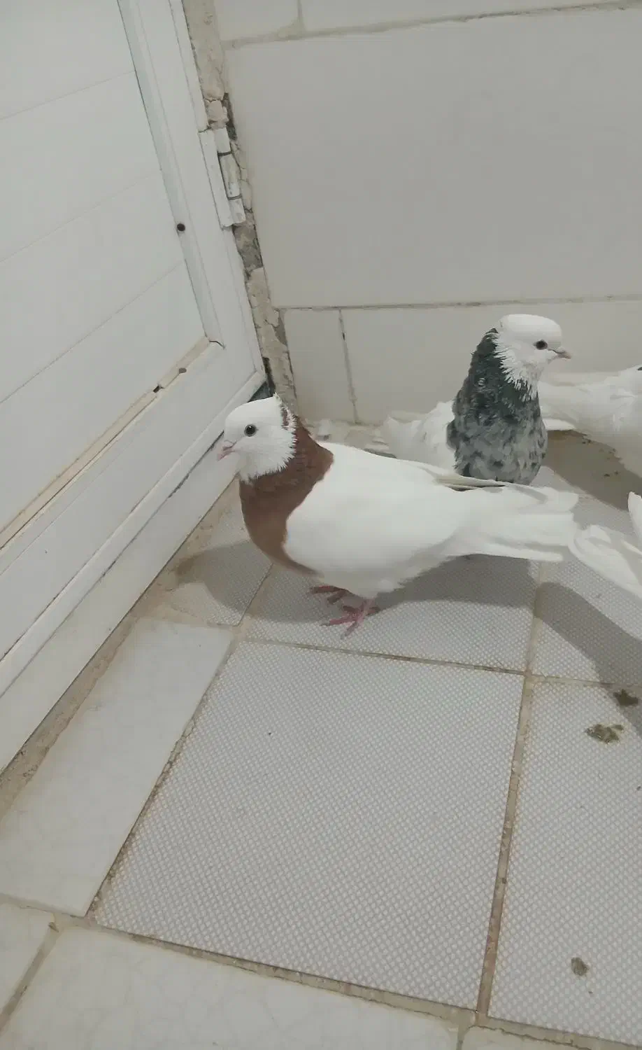 کبوتر طوقی|پرنده|سرپل ذهاب, |دیوار