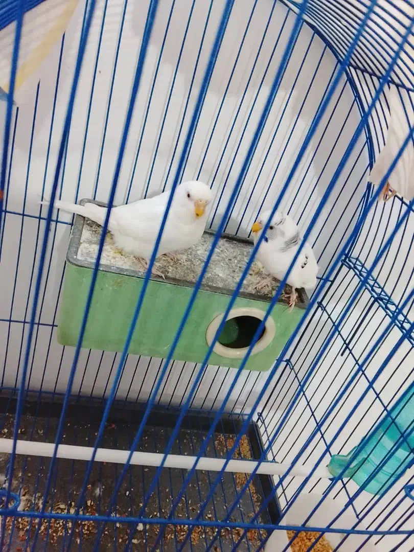 مرغ عشق آماده|پرنده|خوی, |دیوار