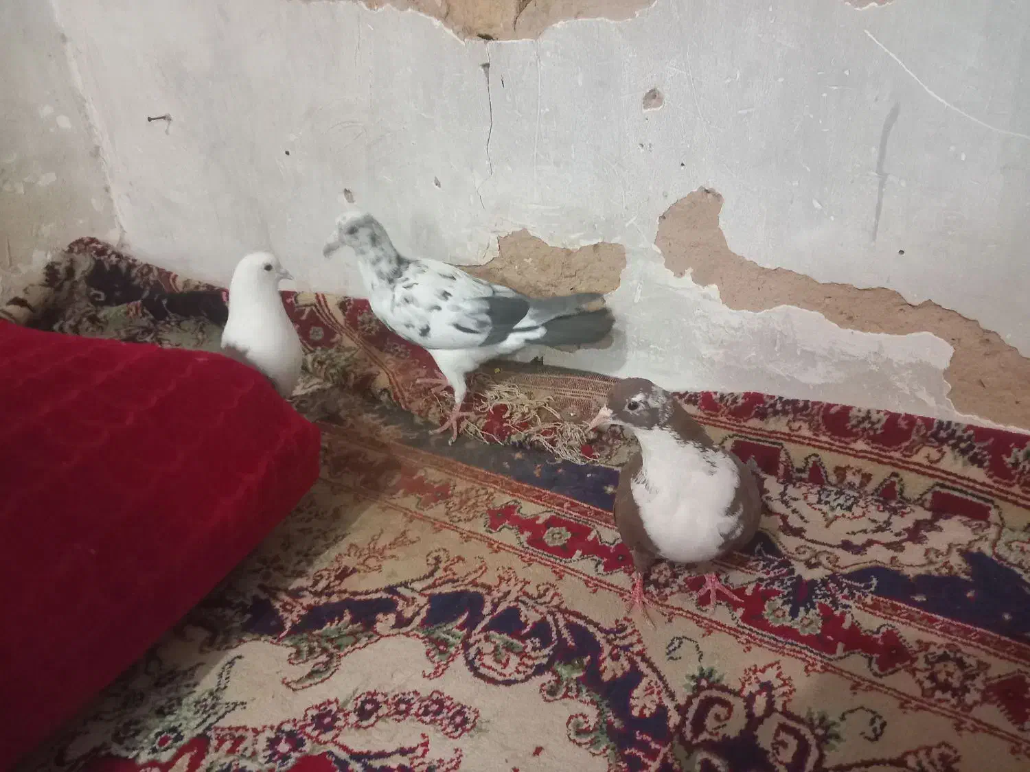 کلاغ سرخ کروباتی سرخ سوسکی بزک|پرنده|مشهد, شهید قربانی|دیوار