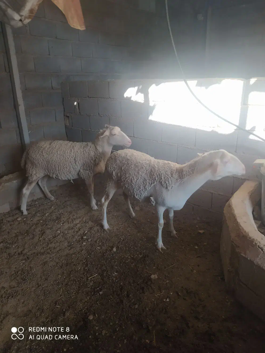 گوسفند ماده لاکن|حیوانات مزرعه|همایجان, |دیوار