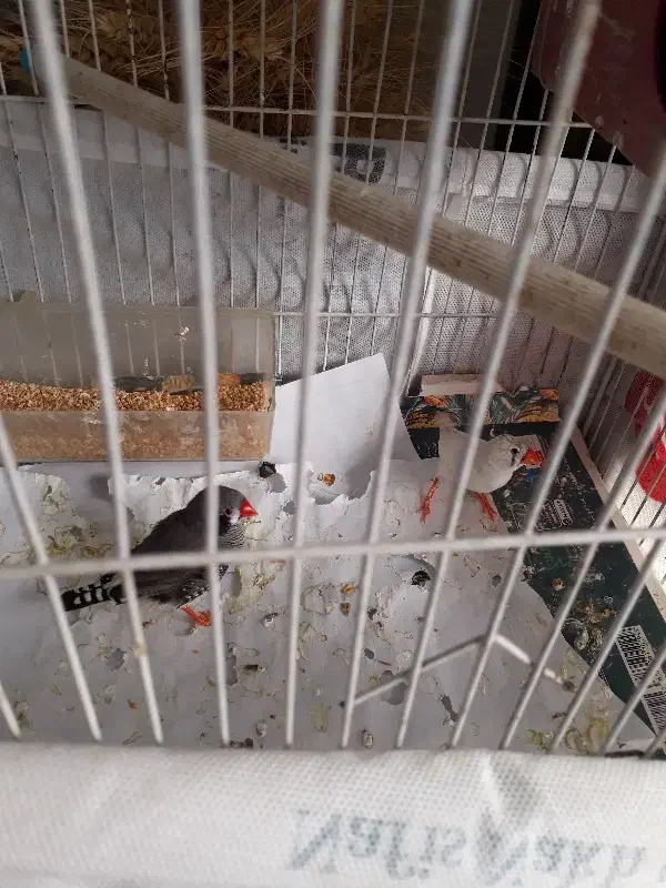 یک جفت فنچ مولد|پرنده|قزوین, |دیوار