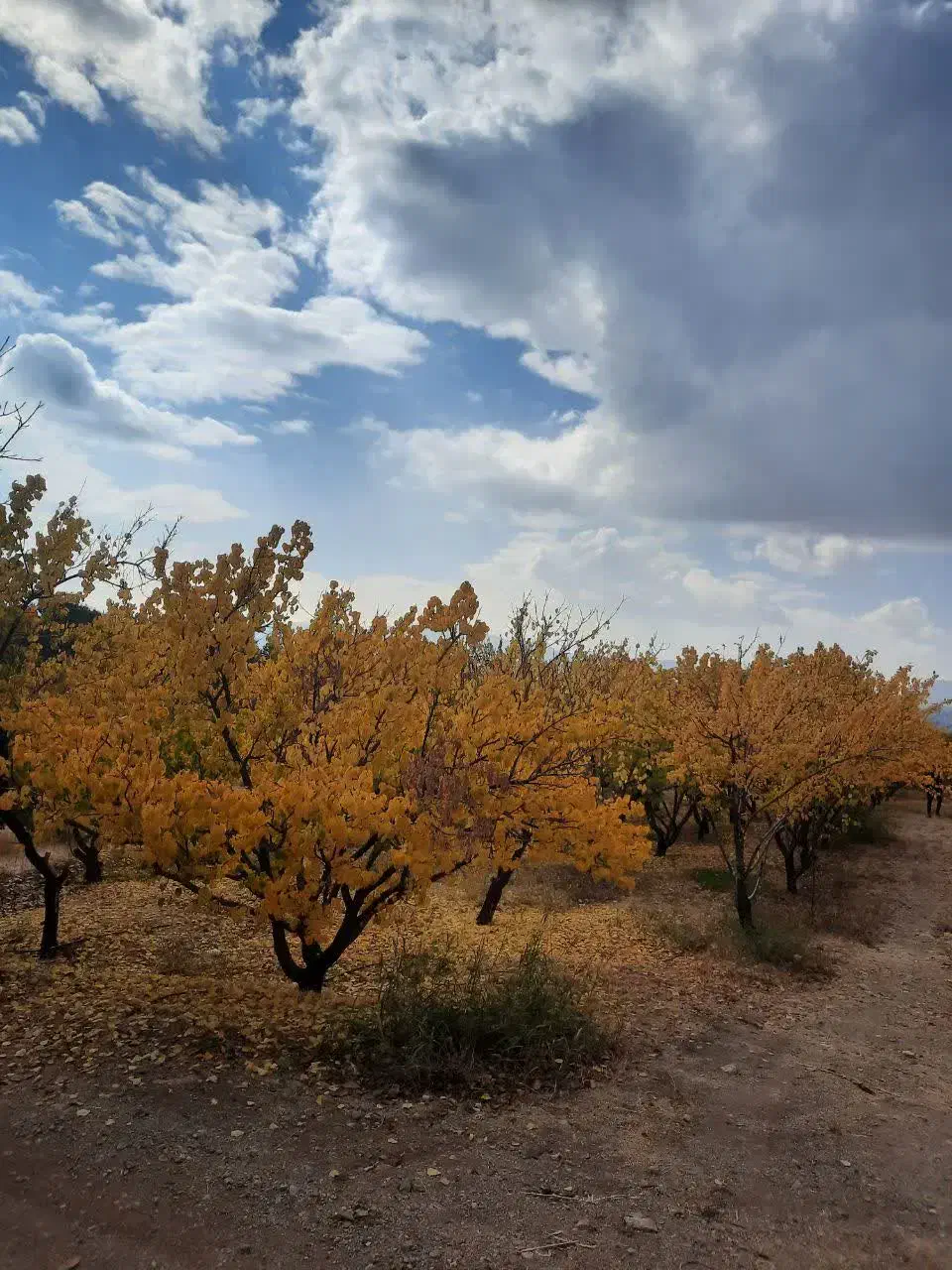 باغ و زمین زرد آلو گیلاس|فروش دفتر صنعتی، کشاورزی، تجاری|شاهینشهر, شهرک مطهری|دیوار