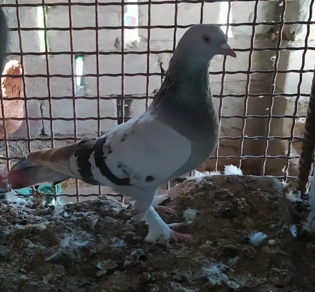 کفتر.|پرنده|قشم, |دیوار