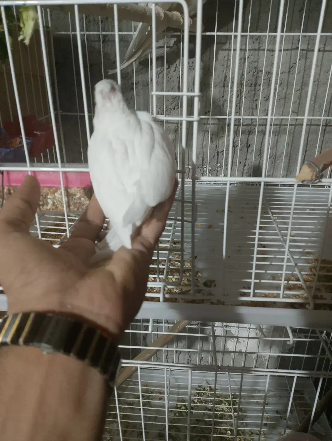 جوجه عروس هلندی و مولد|پرنده|خاش, |دیوار