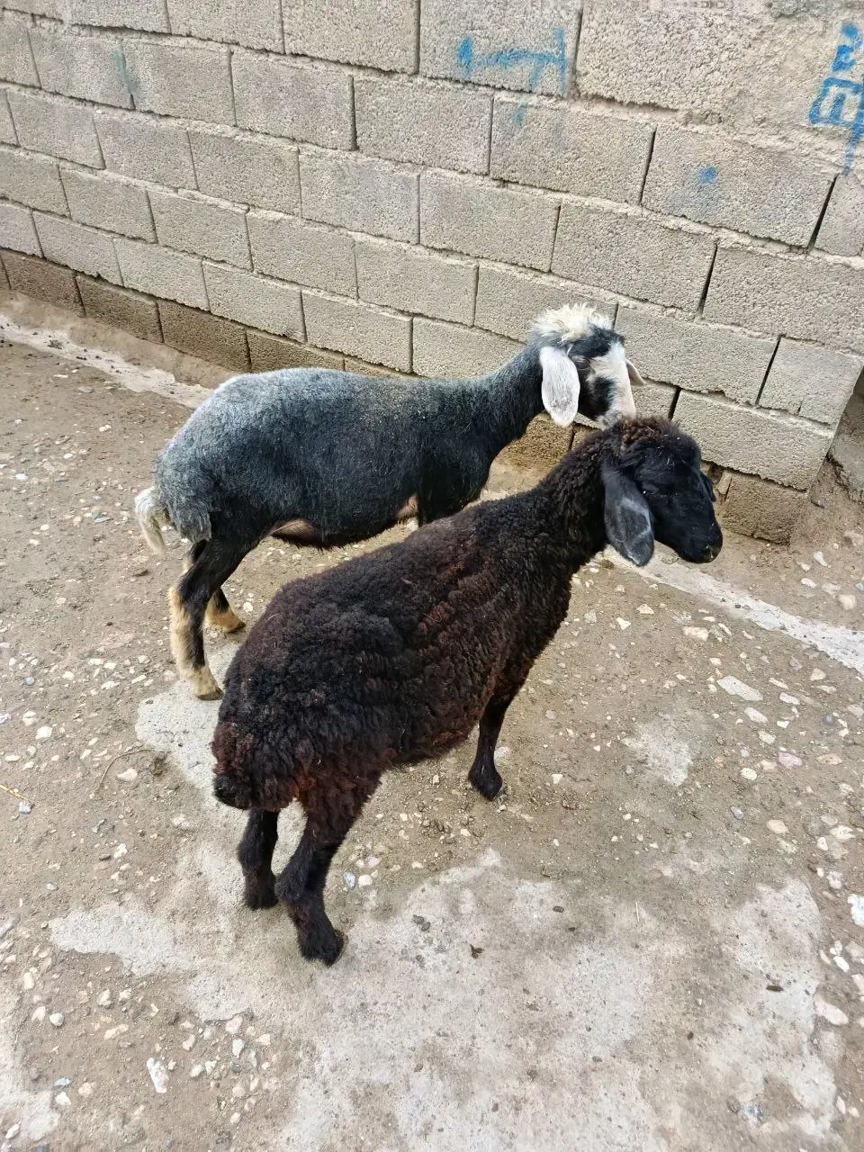 بره افشاری مخصوص پرواری (گوسفند)|حیوانات مزرعه|گنبد کاووس, |دیوار