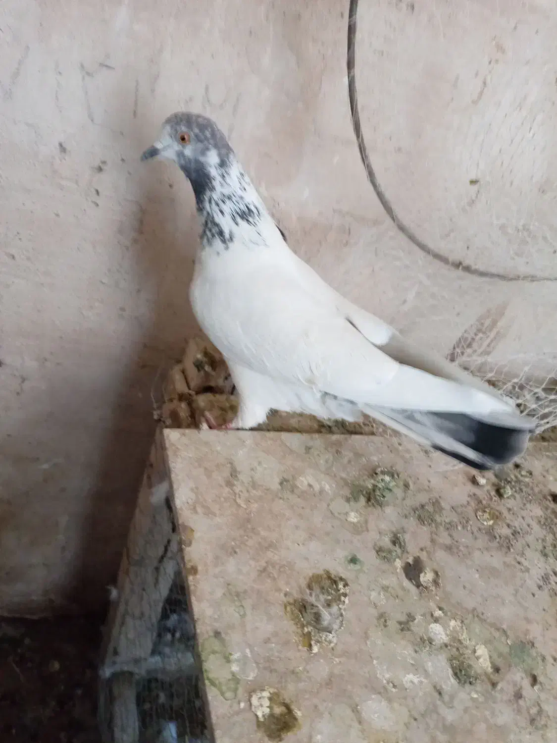 کبوتر کاشونی|پرنده|شهرضا, |دیوار