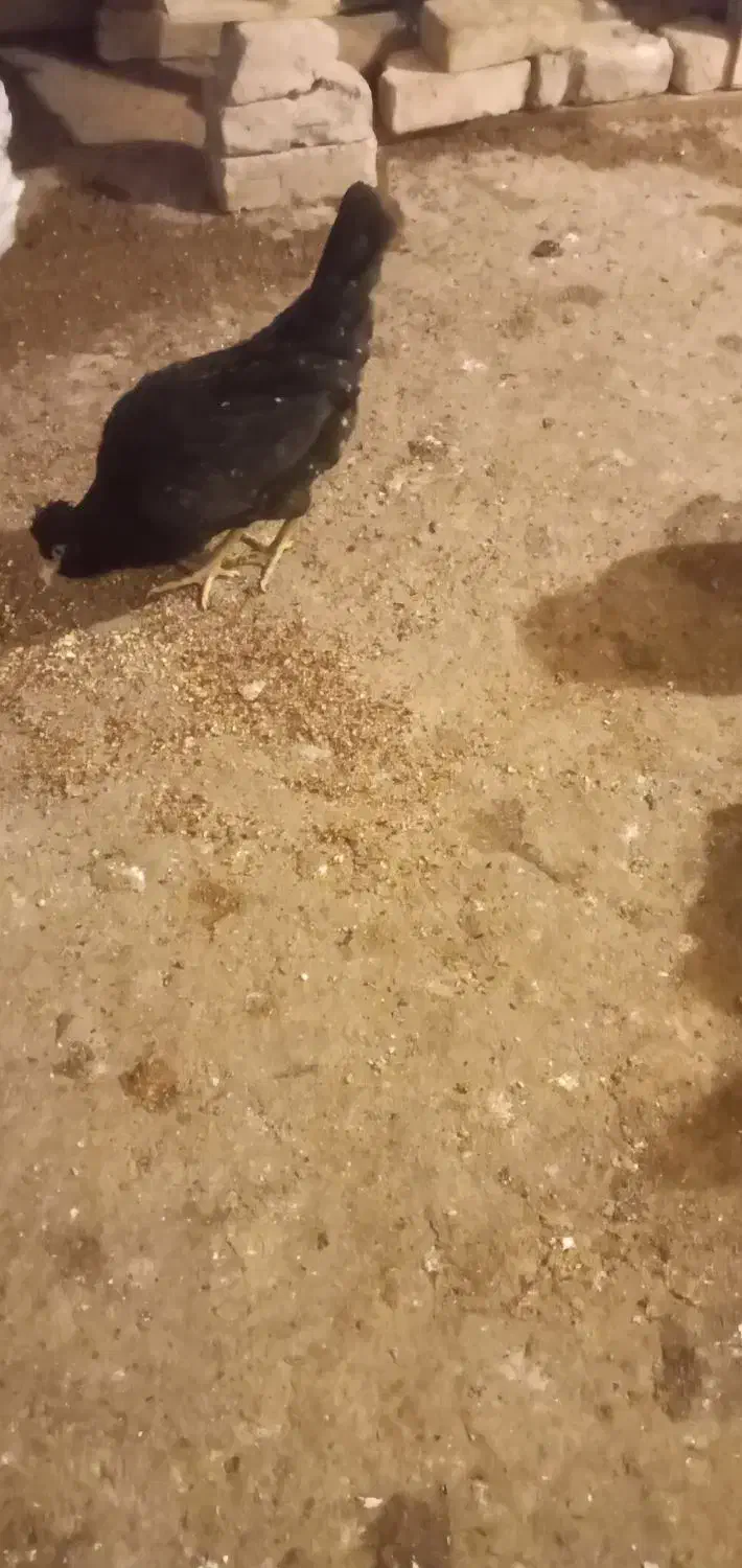 مرغ گلین|حیوانات مزرعه|تهران, جمال‌زاده|دیوار