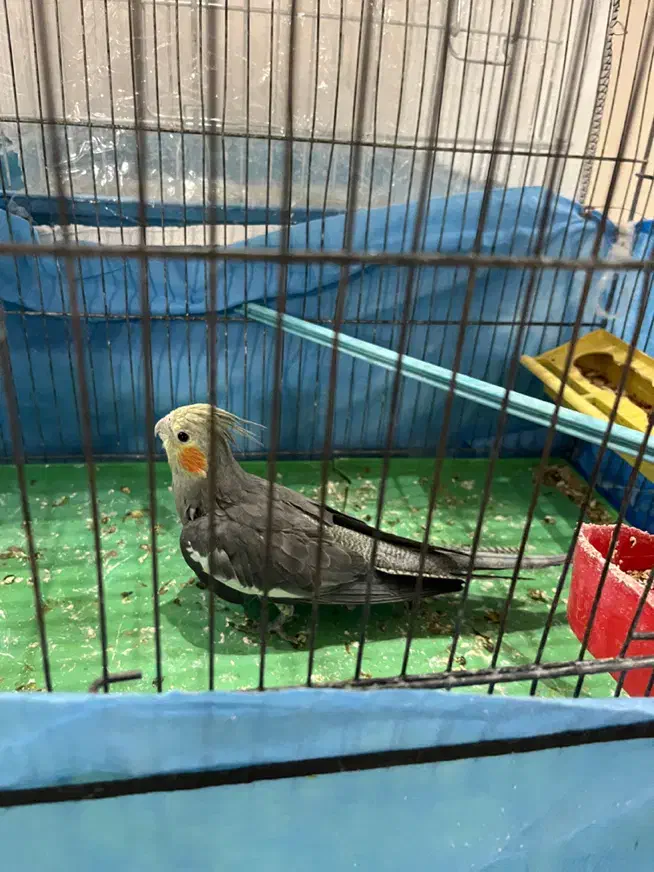 جوجه عروس هلندی|پرنده|کاشان, طالقانی|دیوار