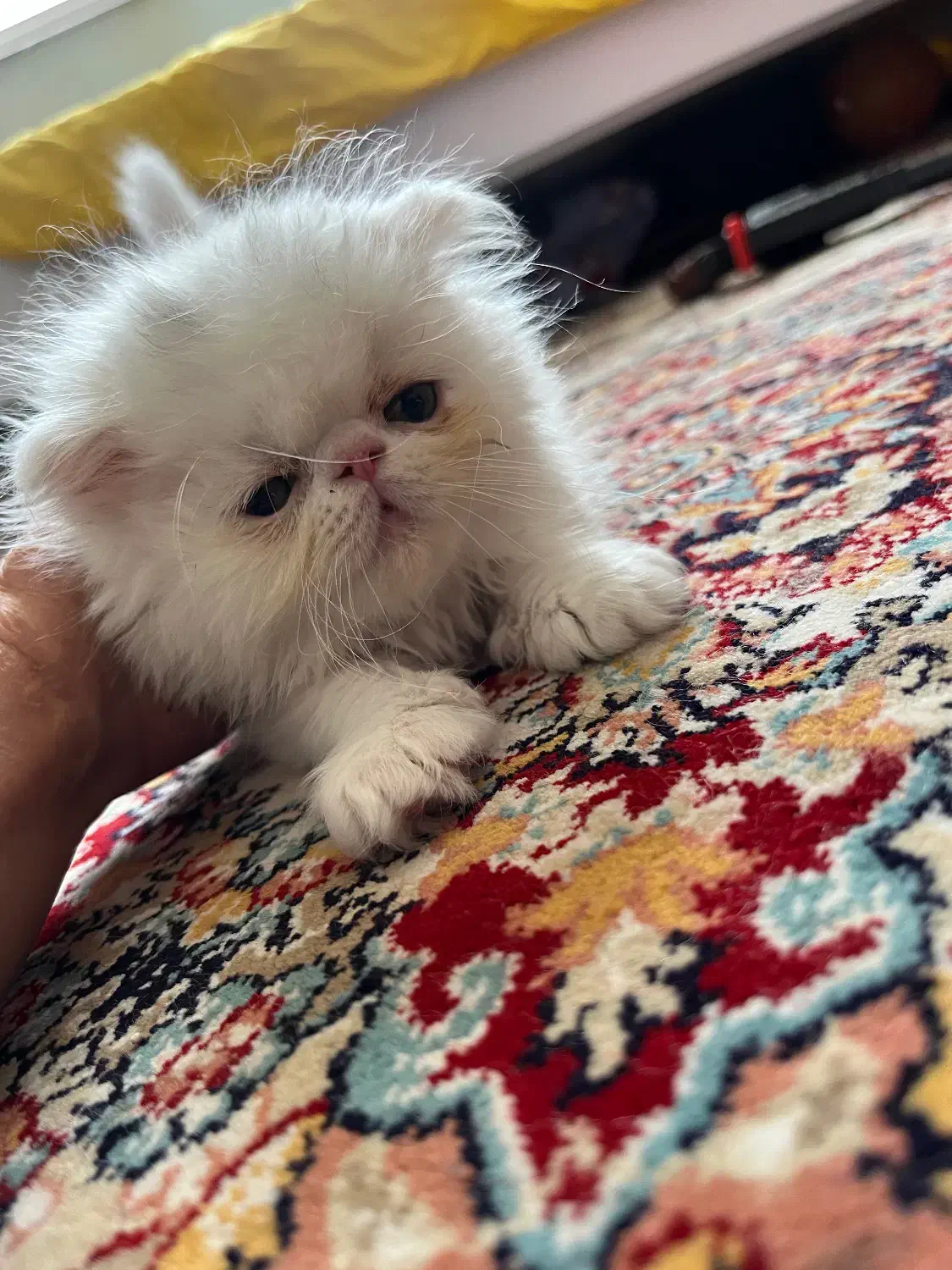 اسکاتیش پرشین ۲ ماهه|گربه|تبریز, |دیوار