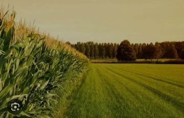 زمین کشاورزی|فروش دفتر صنعتی، کشاورزی، تجاری|بردسیر, |دیوار