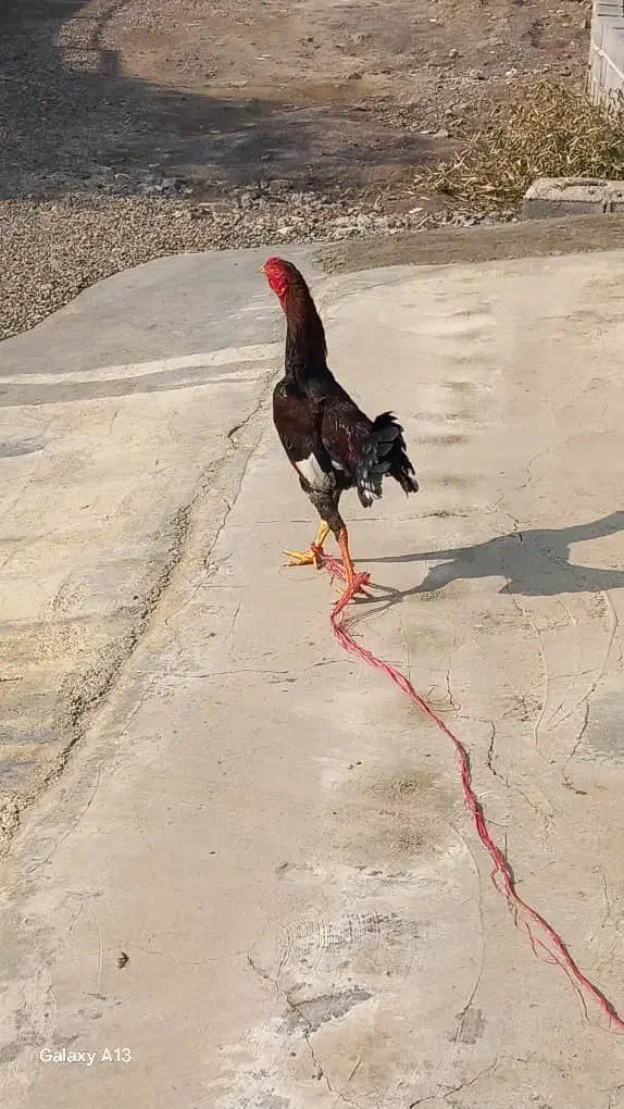 خروس لاری|حیوانات مزرعه|آستانه اشرفیه, |دیوار