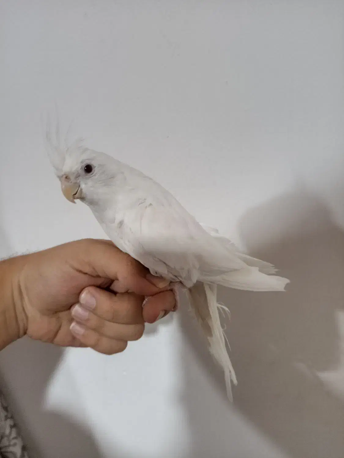 عروس هلندی نر آلبینو|پرنده|کنارک, |دیوار