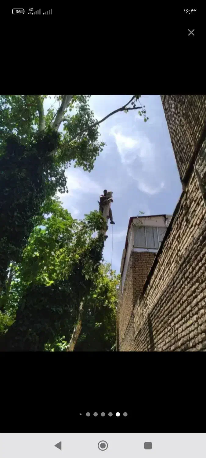 نیسان کمپرسی خریدار. چوب|خدمات باغبانی و درختکاری|نوشین شهر, |دیوار