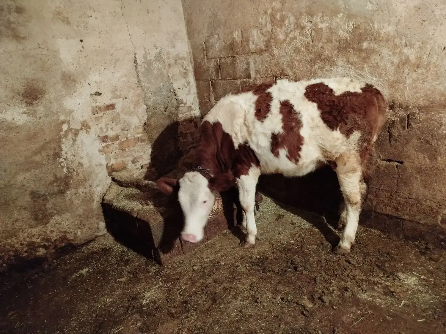گوساله ماده|حیوانات مزرعه|کوهرنگ, |دیوار