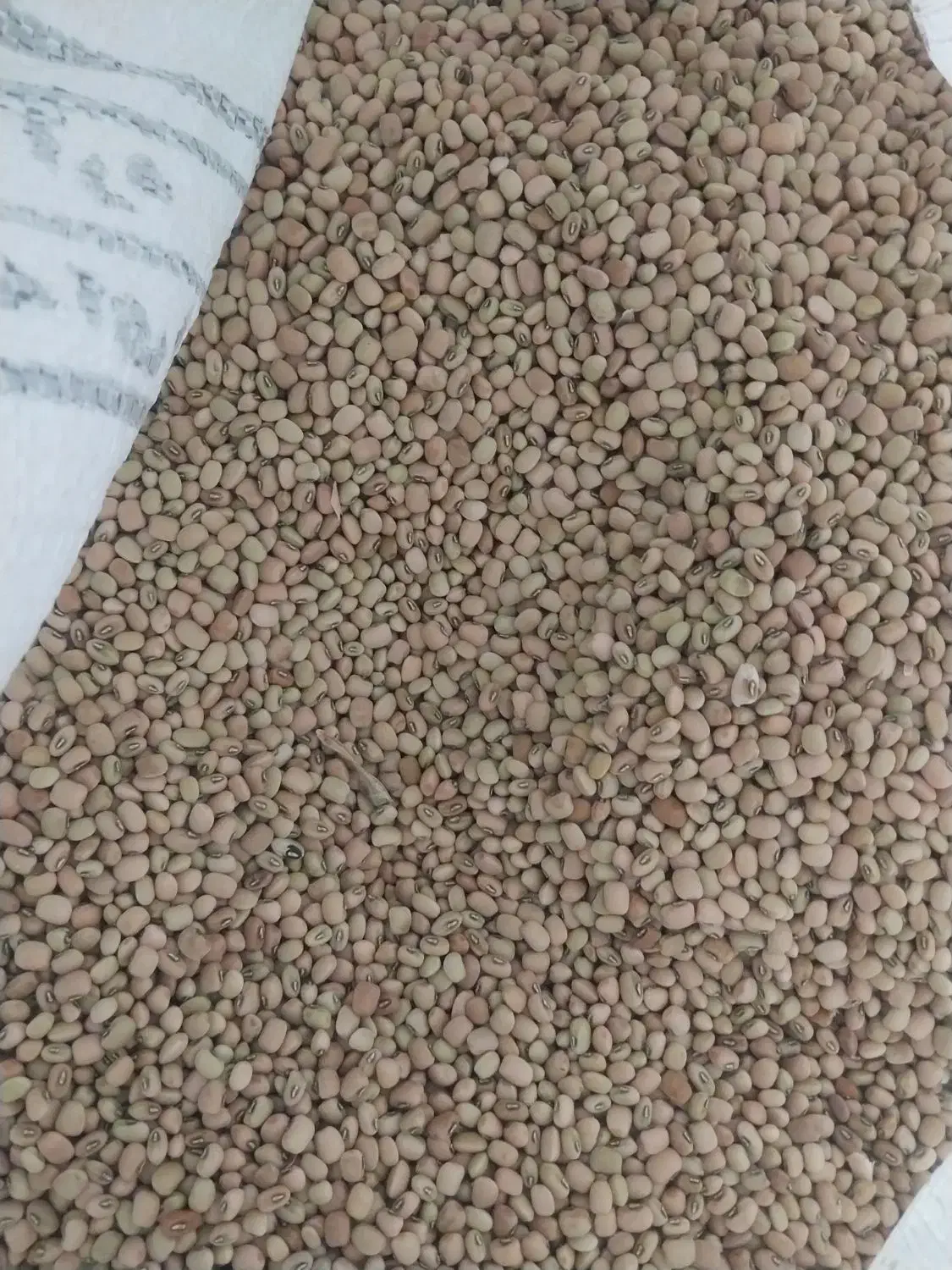 حدود ۴۰ کیلو لوبیا ریز مونده کیلوی ۱۳۰|خوردنی و آشامیدنی|دره شهر, |دیوار