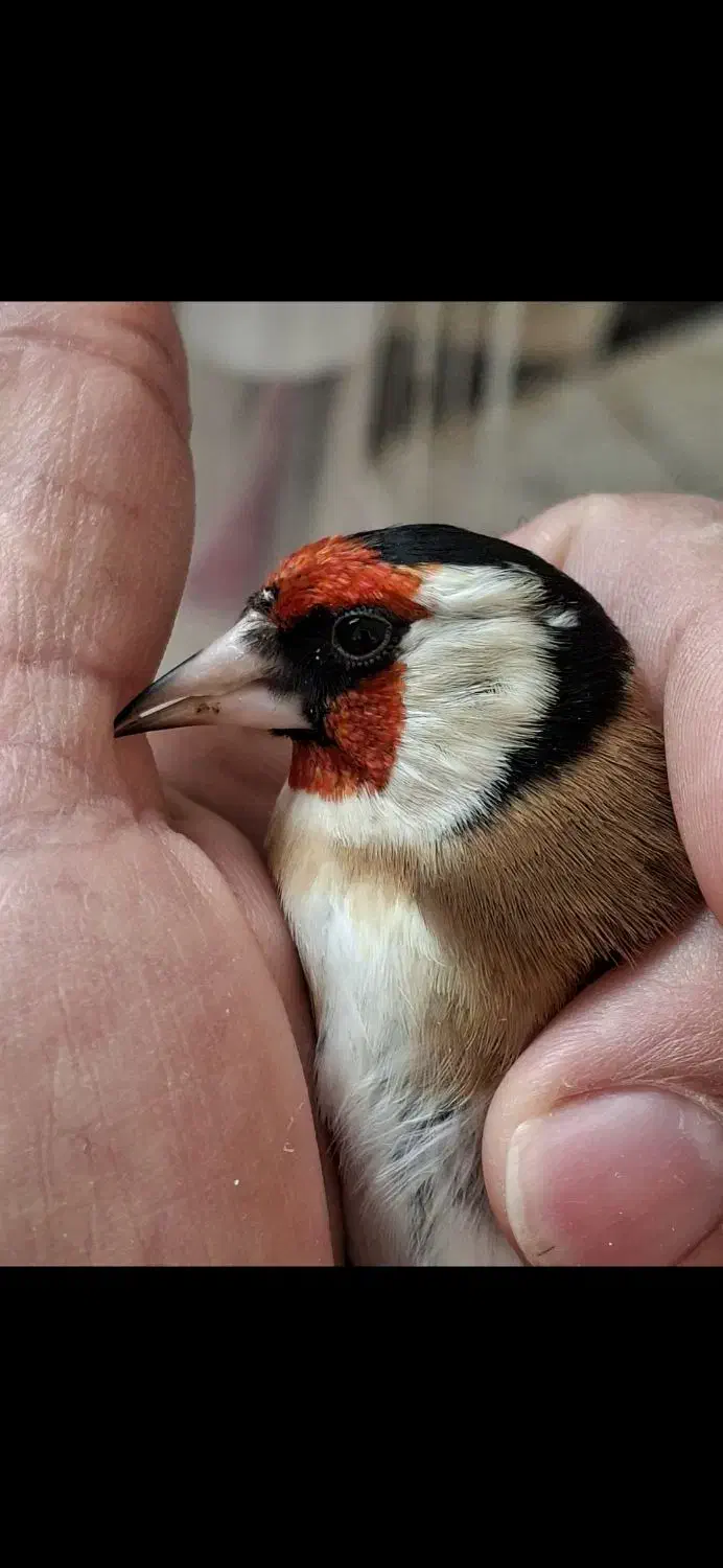 سهره حلب.چهارگل.شهرستانم قابل ارسال|پرنده|کرمانشاه, |دیوار