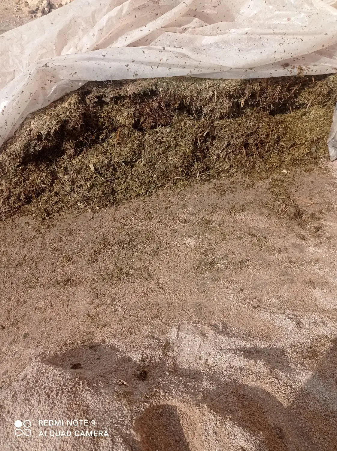 ذرت|عمدهفروشی|بجنورد, |دیوار