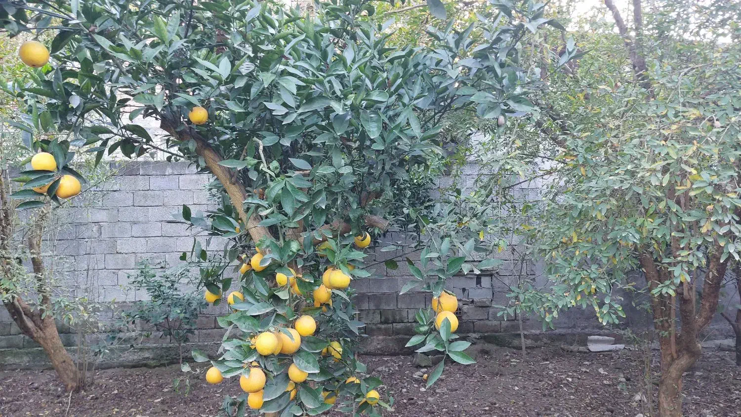 فروش زمین مسکونی|فروش زمین و ملک کلنگی|زرگرشهر, |دیوار