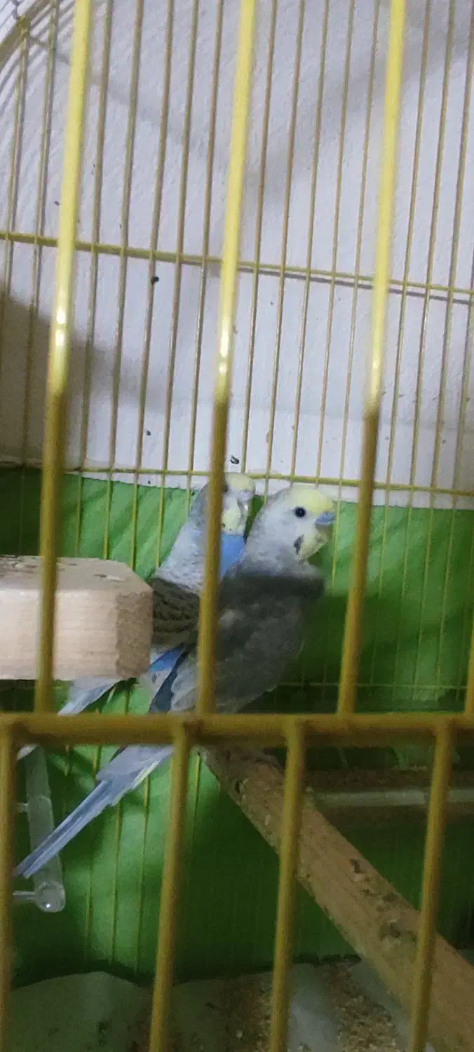 جفت مرغ عشق مولد نژاد رینبو|پرنده|فردیس, شهرک شهید حسینی|دیوار