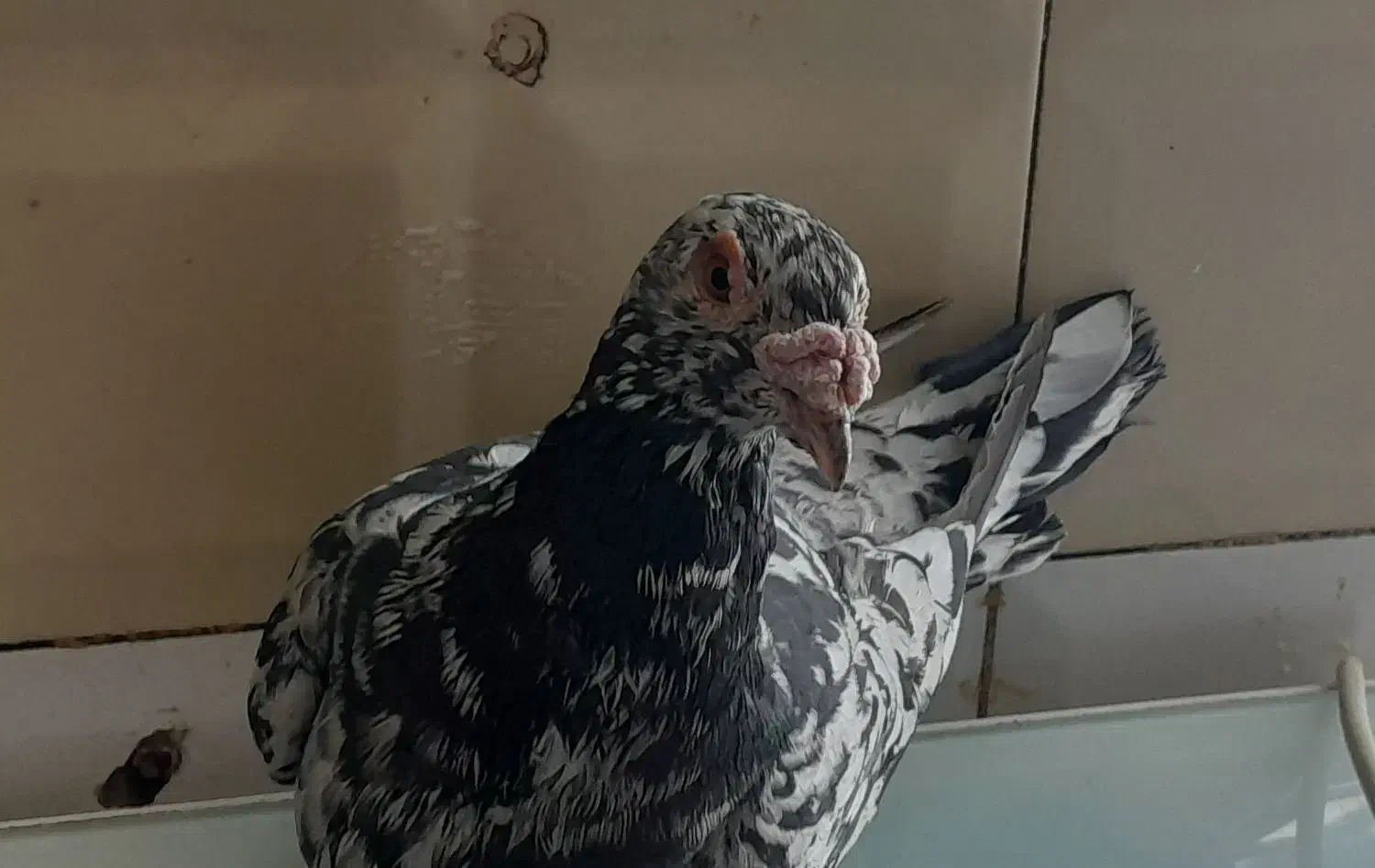 کوهی دورگ|پرنده|اهواز, کوی علوی|دیوار