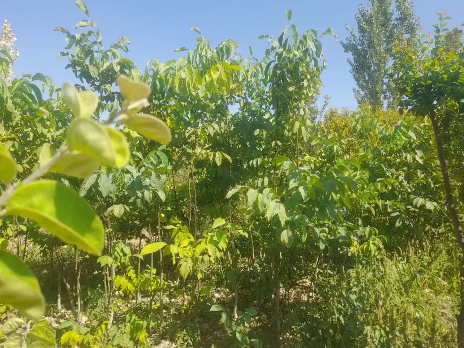 نهال گرده ۳ساله|حراج|شیراز, گویم|دیوار