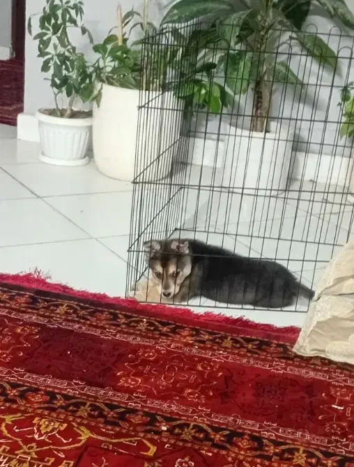 سگ هاسکی|سگ|گلبهار, شهر جدید گلبهار|دیوار