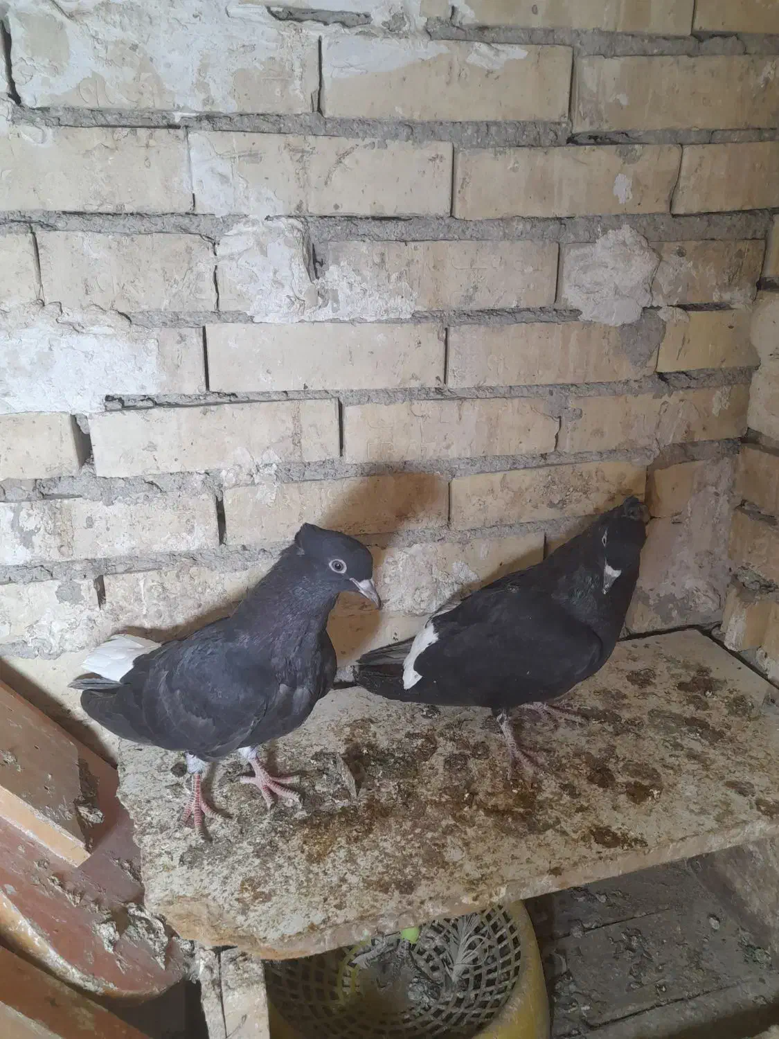 دودم سفیدنر|پرنده|رامشیر, |دیوار