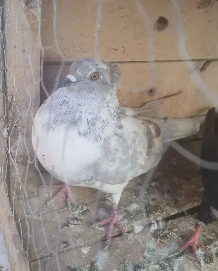 ماده چیل|پرنده|ساوه, |دیوار