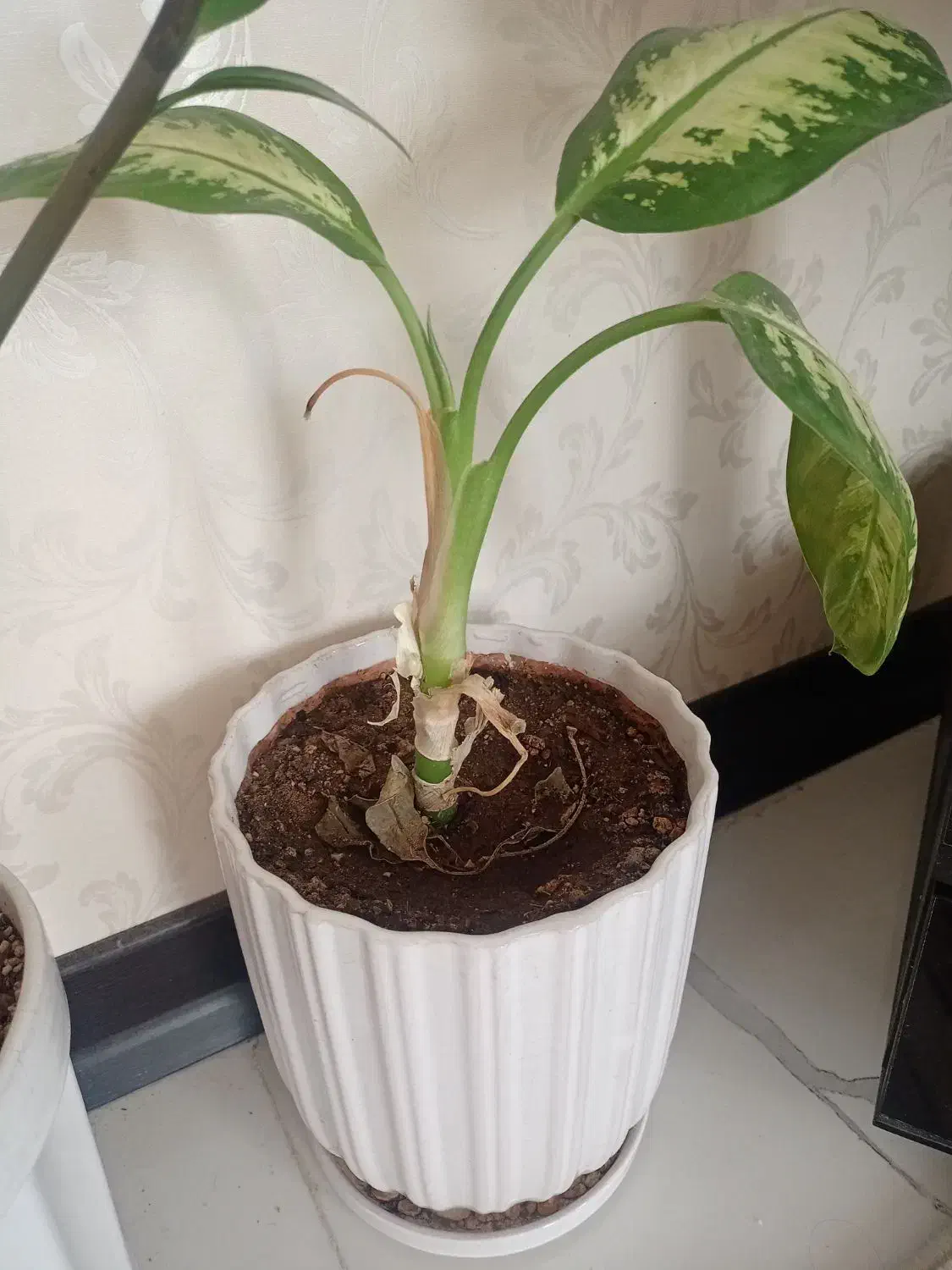 فروش گل|گل و گیاه طبیعی|جهرم, |دیوار