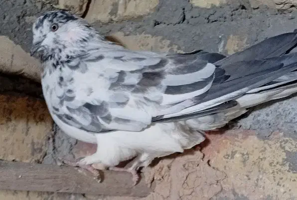 کفتر|پرنده|سجاس رود, |دیوار